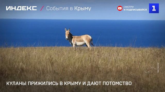 Куланы прижились в Крыму и дают потомство