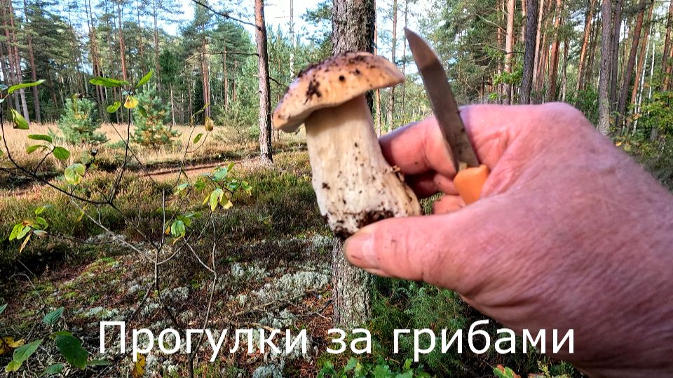 Во мховом лесу грибов нет. Возле просеки нашел беленький.