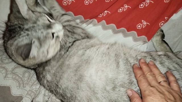 Все устали,и даже самый красивый котик на районе😅