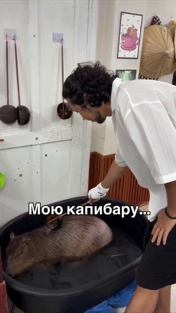 В Сети нашли, пожалуй, лучший способ снять стресс