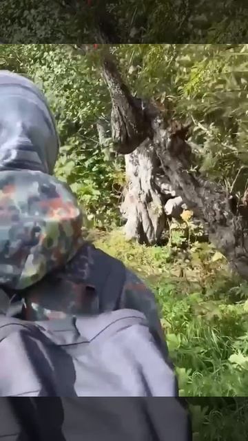 Туристы проходят в нескольких метрах от медведей на Камчатке, пока по России растет число нападени
