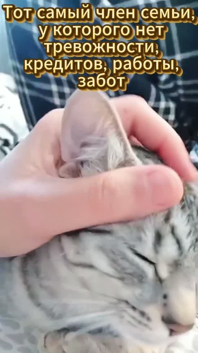 Кошка на чиле