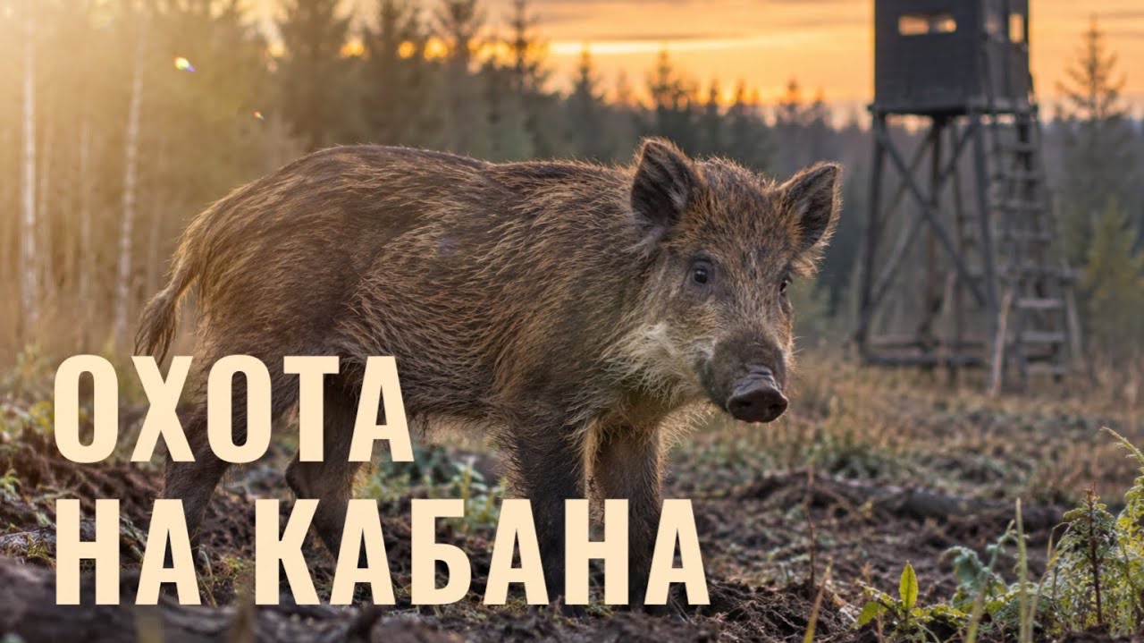 ОХОТА НА КАБАНА НА ОВСАХ | Ночь на вышке с PIXFRA