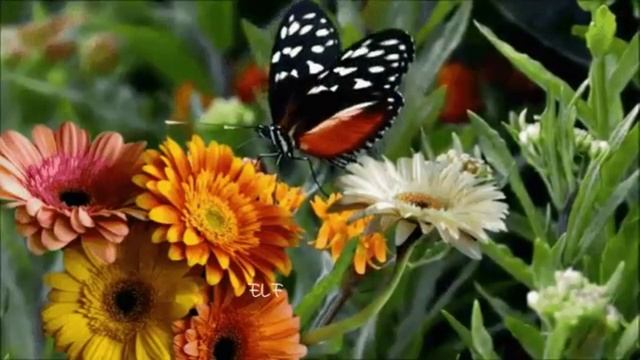 ПСАЛМЫ для раненой души