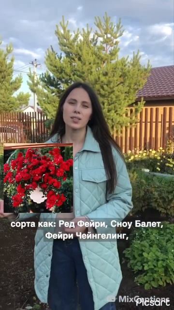 Какие розы можно вырастить в кашпо? ❤️РОСА Пермь