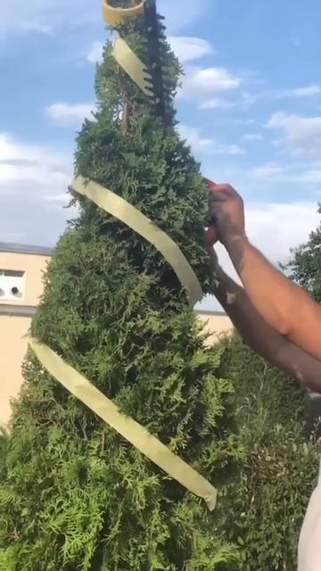 Туя спиралью - пошаговая инструкция ✂️