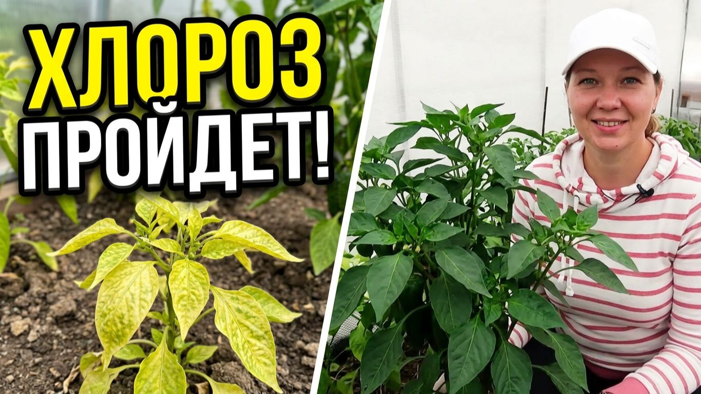 Спасаем перец от хлороза. Если у перца пожелтели листья.