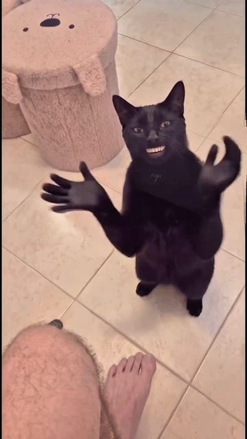кот чуть не спалил))) #подпишись #кот#юмор #прикол #fyp
