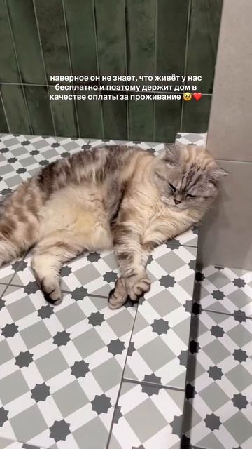 бот кот