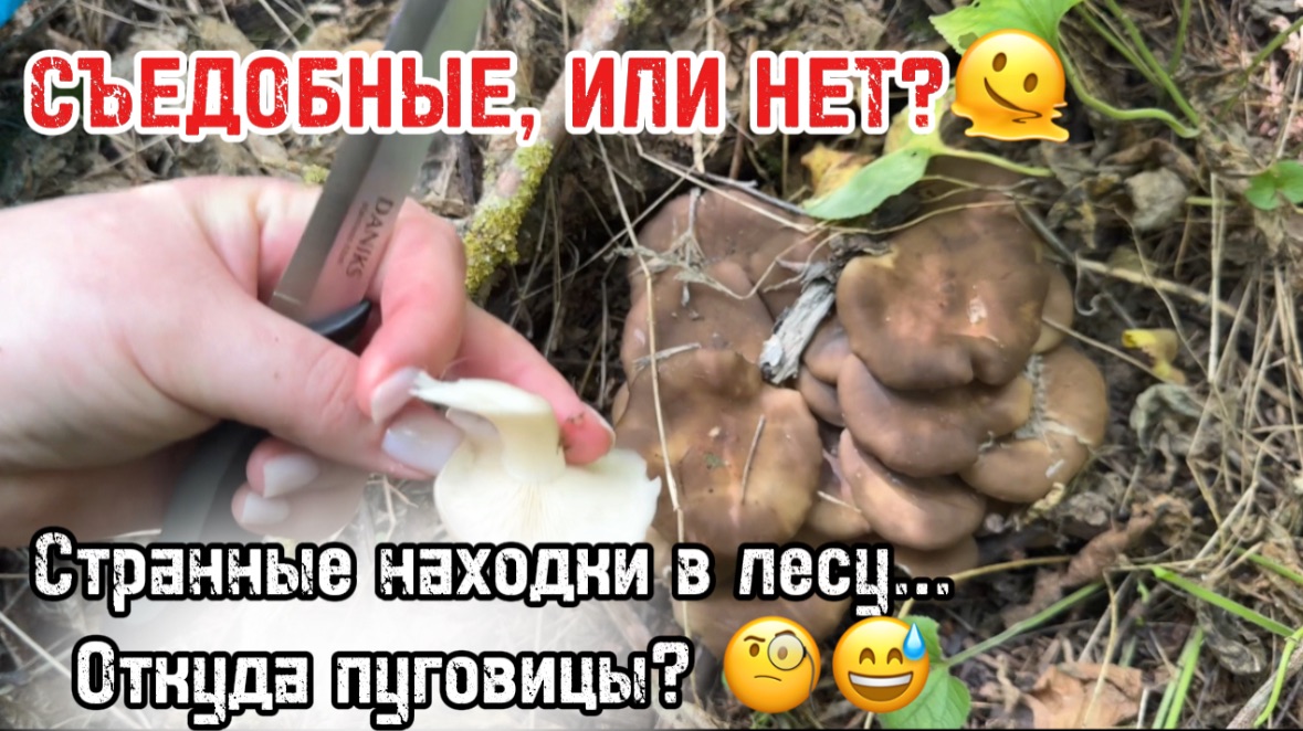 Привет из Воронежской деревни! 