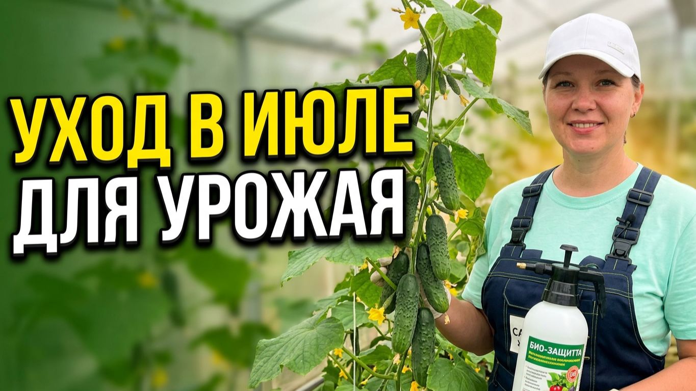 Важные огуречные дела июля в теплице и на воздухе: профилактика болезней, подкормка,  мульчирование.