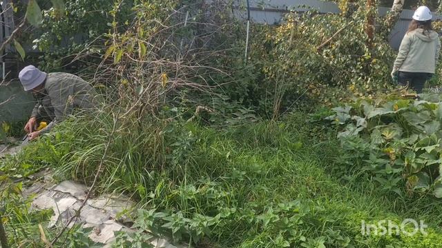 УБИРАЕМ БЕРЁЗУСОСЕД НАСТОЯЛ.ДЕРЕВЕНСКАЯ ЖИЗНЬ УРОЖАЙНЫЙ ОГОРОД