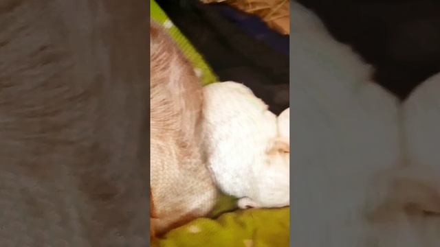 Кто ответит почему его так колбасит?
