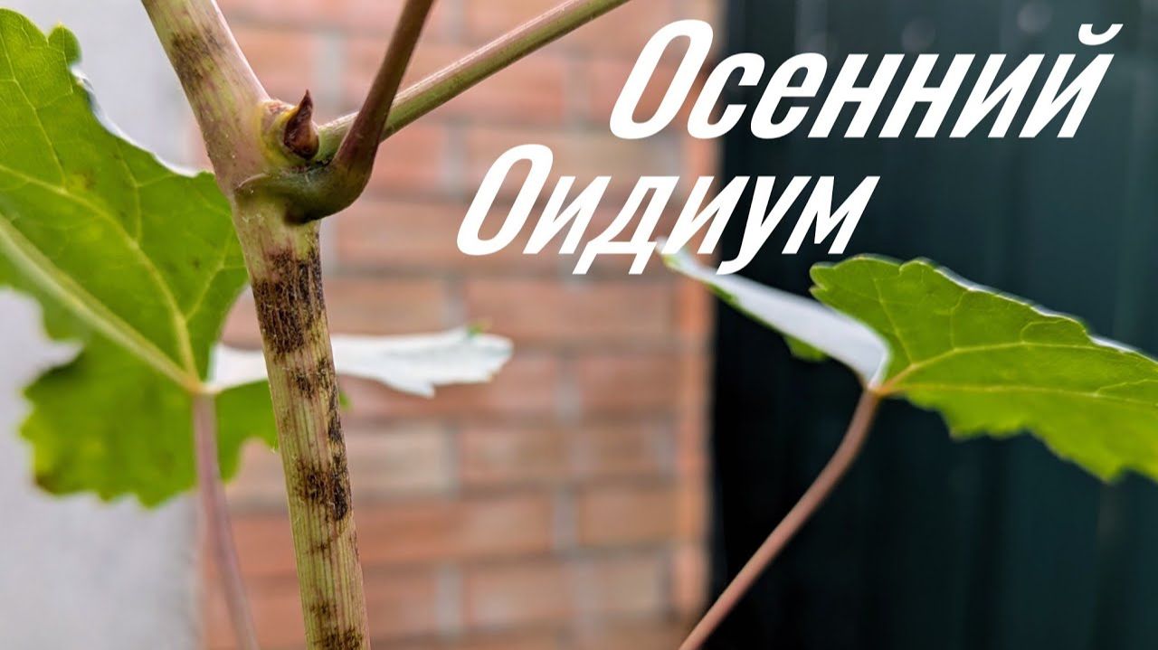 Оидиум указал на слабое звено на моём участке. И это не Аркадия!🍇КАК то ТАК Vin