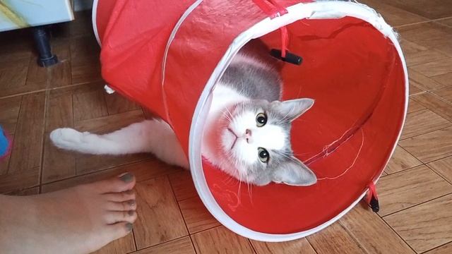 Влог.Бубусик ❤️ 🤣🐱👀 #коты #влог