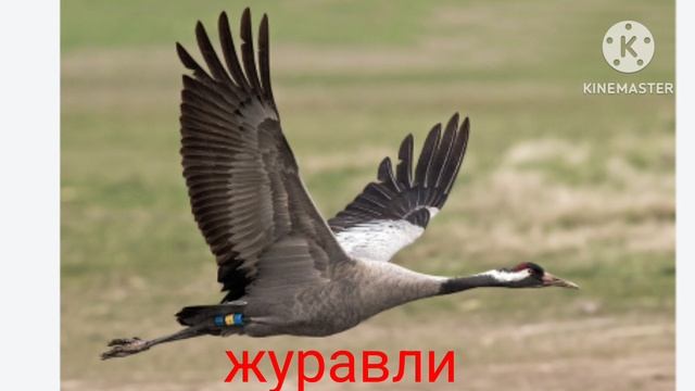 Жору съели журавлм