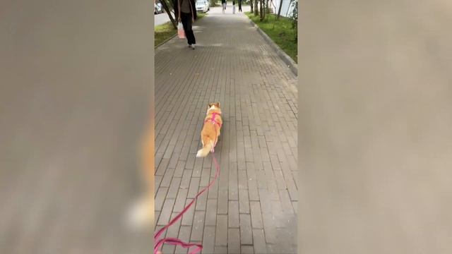 Собака срывается на других собак: что делать