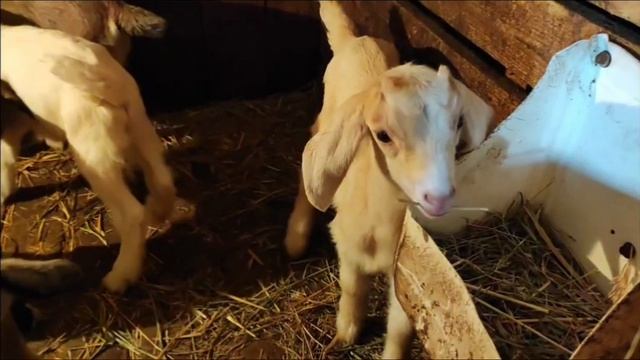 Видео из архива. Козлята 2025 года.