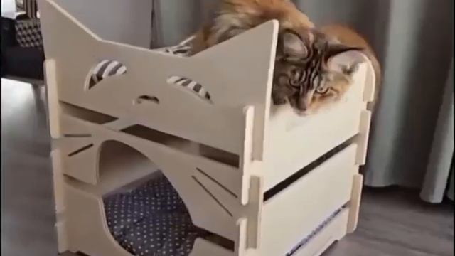 1000038109.mp4