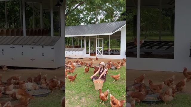 🐓🐓🐓☘️🌿