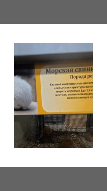 Морская свинка породы Рекс