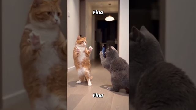 🐈🐈🐈🐈☘️