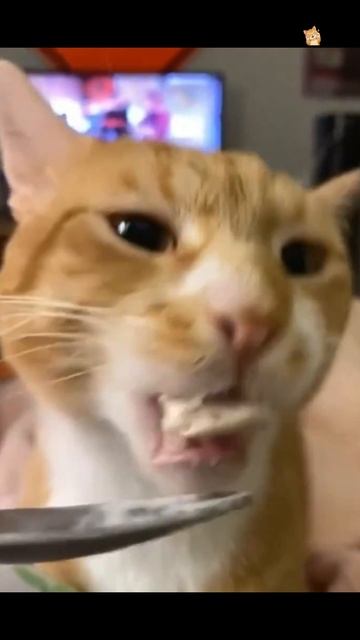 Кот мороженое ел! Ржака!Веселые котики. Коты хулиганы! кот хулиган трюк смех short