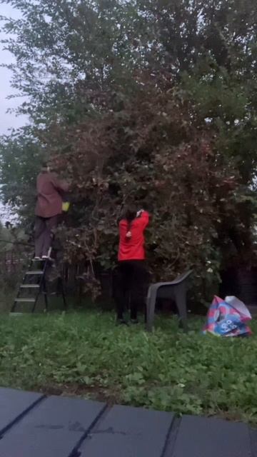 Боярышник