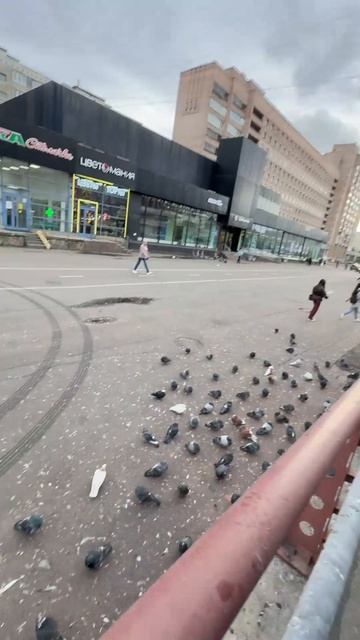 Голуби в России