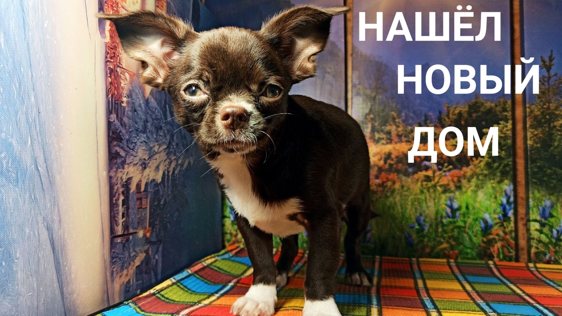 Поздравляем Зуллус нашел Новый дом 270926 купить_щенка_чихуахуа_продаю 89215950848 Есть ДОСТАВКА