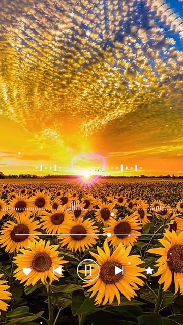 1🌻🌻🌻🌻
