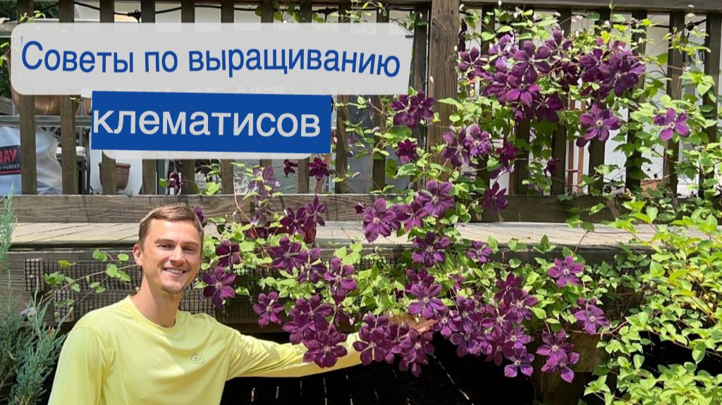 Советы по выращиванию клематисов: как добиться пышного цветения, полное руководство 🌸