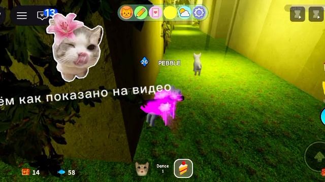 как получить летающего розового кота