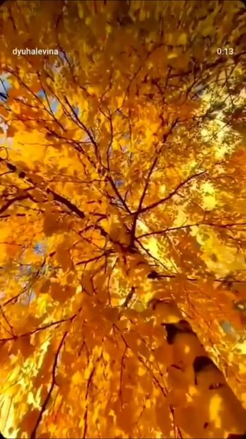 Как твоё Бабье лето? Душу задело?
#бабьелето
#заботаосебе#равновесие
#житиемое#настроение
#сетевой