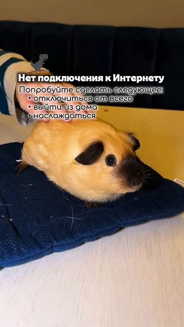Приходите в гости в Моресвинок что бы погладить и покормить пушистиков