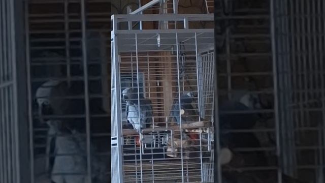 ГРИША  ВОЛШЕБНИК  ...
