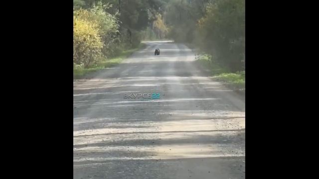 Медвежонок в Залесовском районе