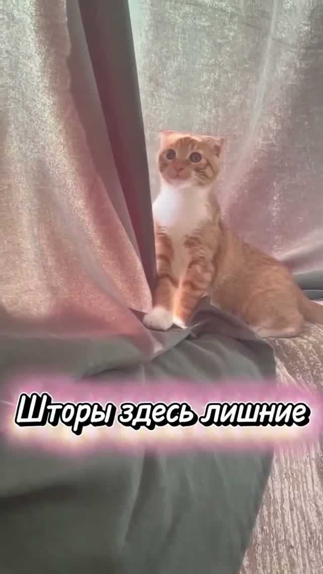 Киса Василиса: ловлю муху а на самом деле срываю шторы  они здесь лишние!