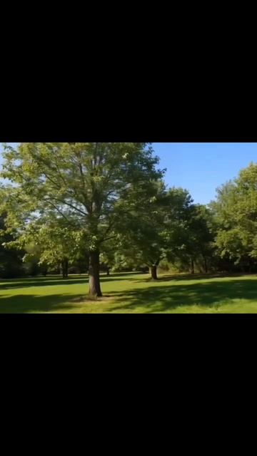 Вишня ясень. Слова А Пегасин
Нейросеть гигачат и Кандинский.