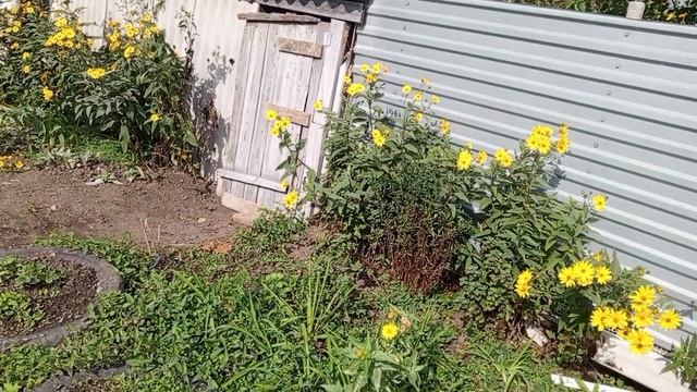 Размышления о порядке во дворе и на улице...