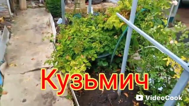 Наш виноград