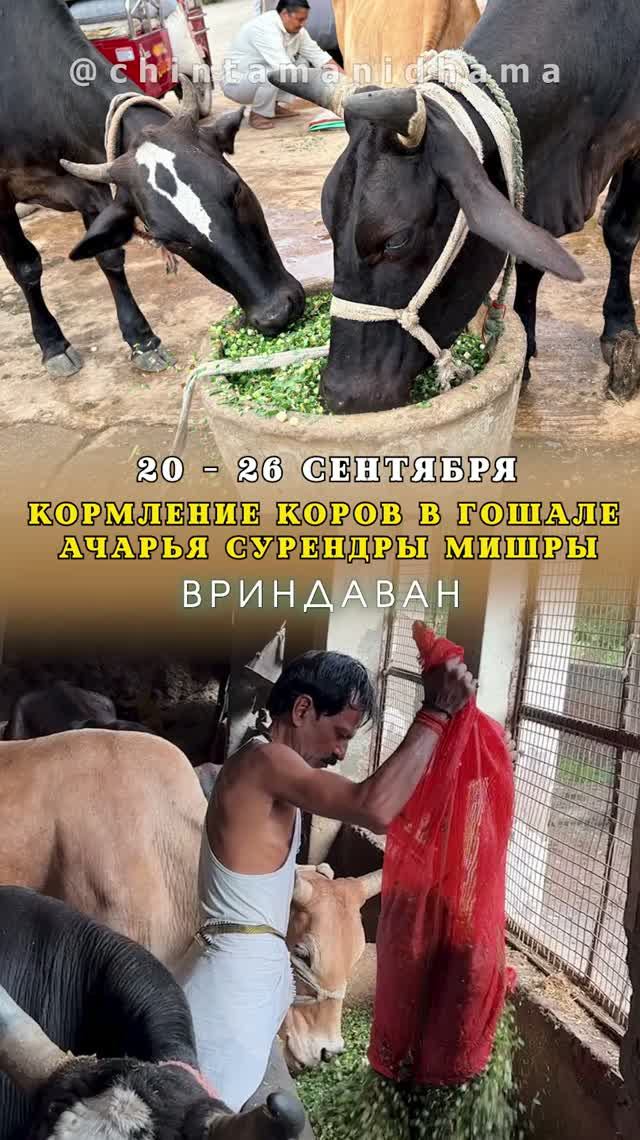 20 - 26 сентября. Видеоотчет о кормлении коров в гошале Ачарья Сурендры Мишры