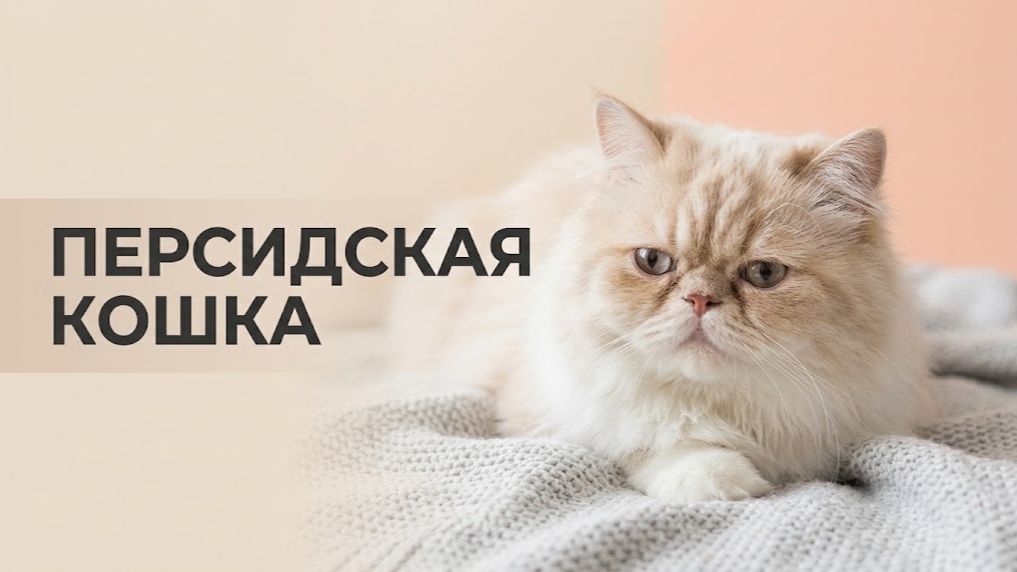 Персидская кошка