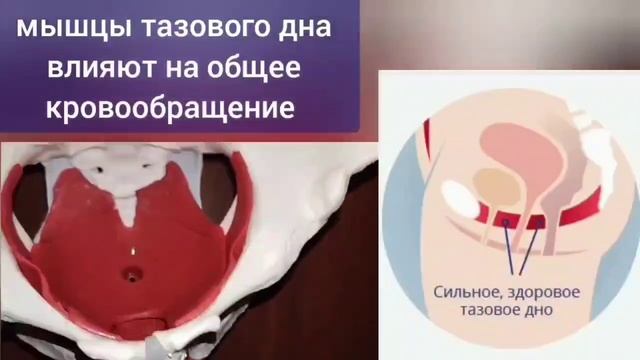 Главные (но зажатые) артерии таза и тазобедренных суставов. Упражнения