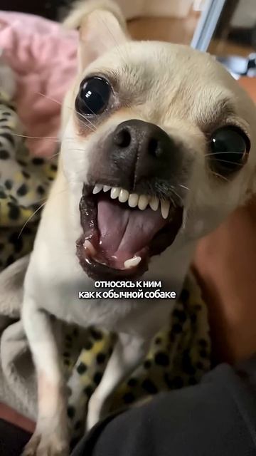 Кому испортит жизнь чихуа? кинолог собака охранадома животные суперсобака собаки топ