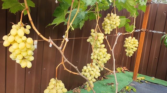 Виноград Ландыш. 27. 09. 26