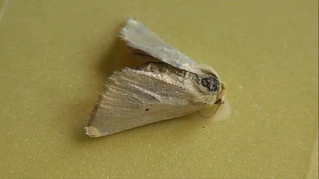 Aegle Kaekeritziana (совка кекерица)