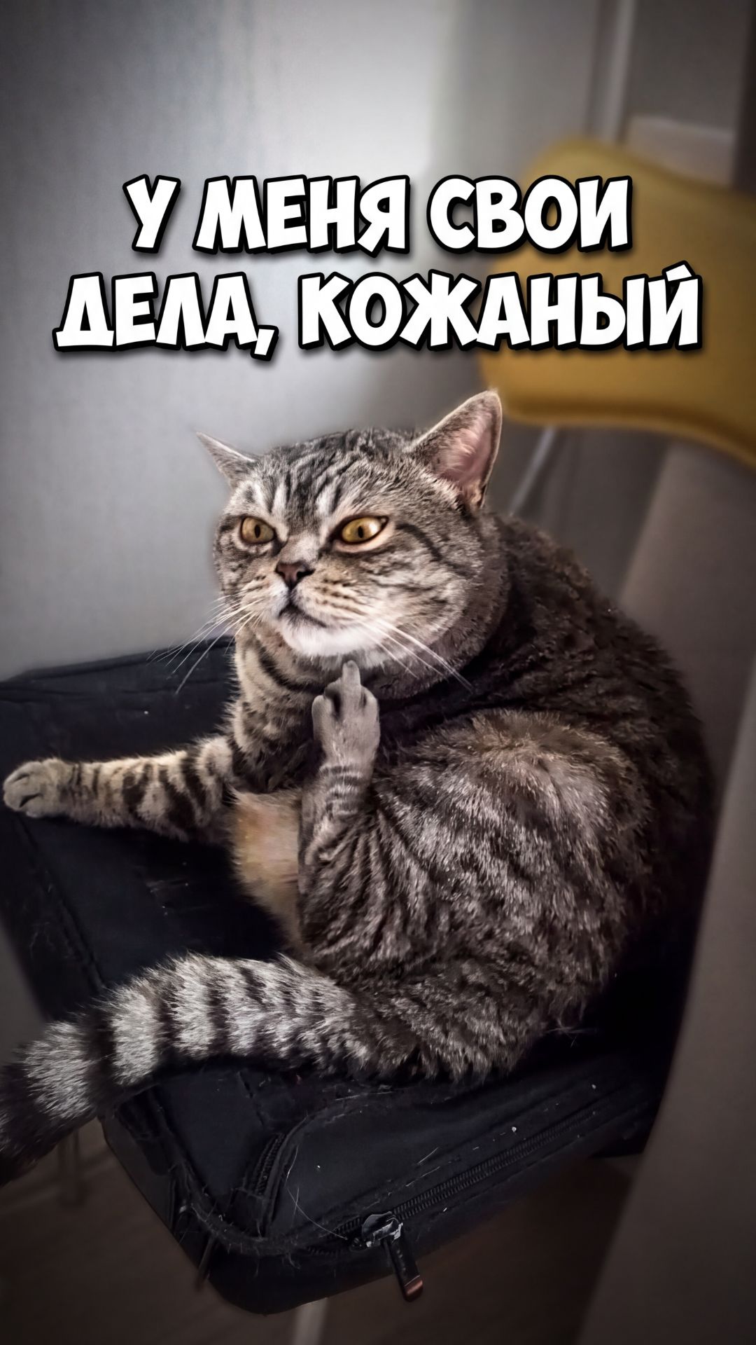 Пока мы работаем над контентом кот занят главным делом