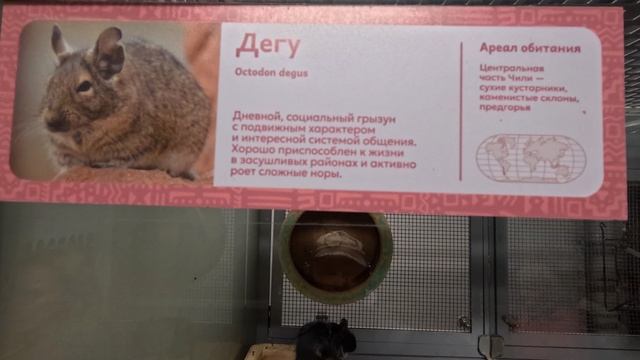 Дегу