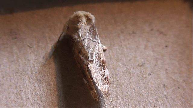 Cosmia Diffinis (вязовая совка красно-бурая)